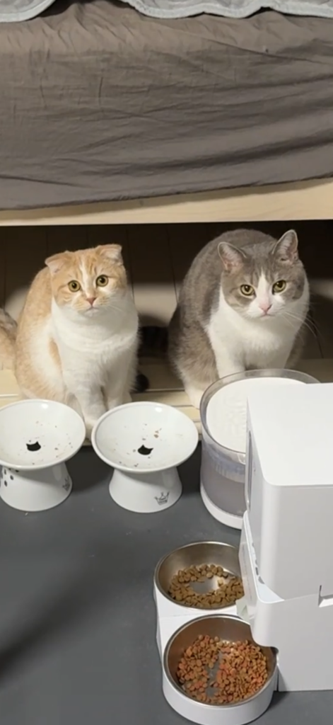 犬と猫の多頭飼い家庭で、マンチカンとスコティッシュフォールドがそれぞれの食器で食事をしている様子