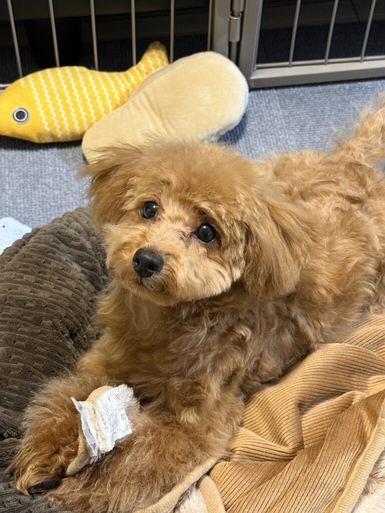 多頭飼い家庭でくつろぐトイプードルの生活スペース